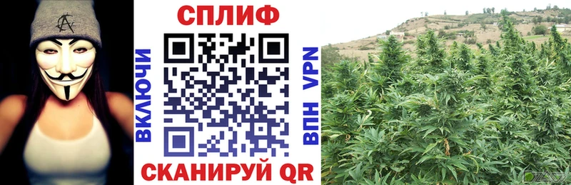 Канабис конопля Гороховец